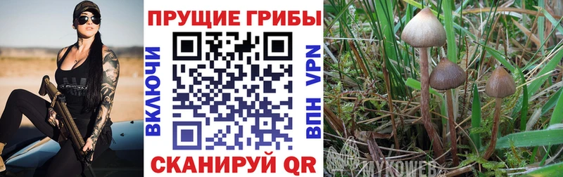 Галлюциногенные грибы Psilocybine cubensis  Острогожск 